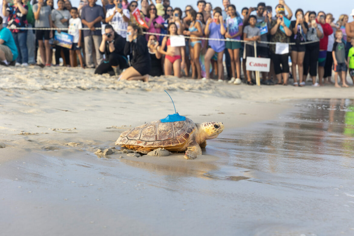 Canon U.S.A., Inc. and New York Marine Rescue Center Release Rehabilitated Sea Turtles Back into the Ocean